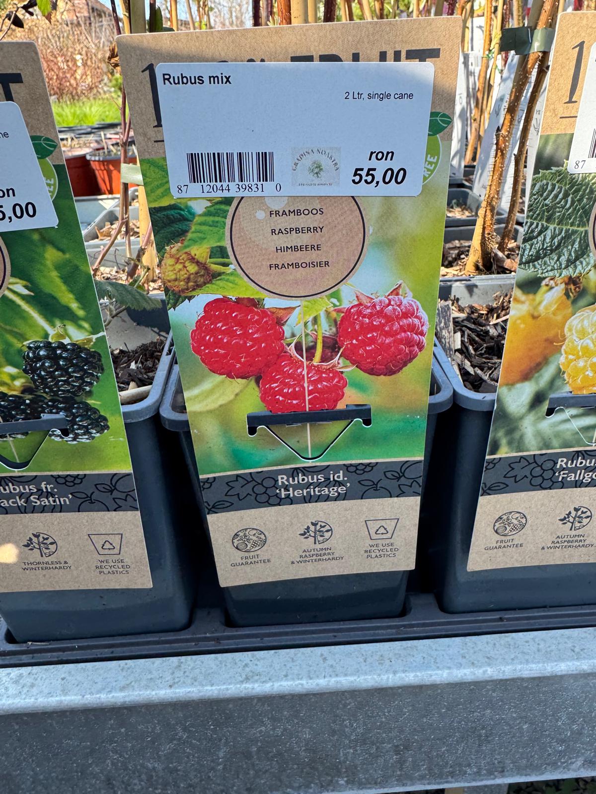 Zmeur mix 0.40 -0.50 m / Rubus mix /