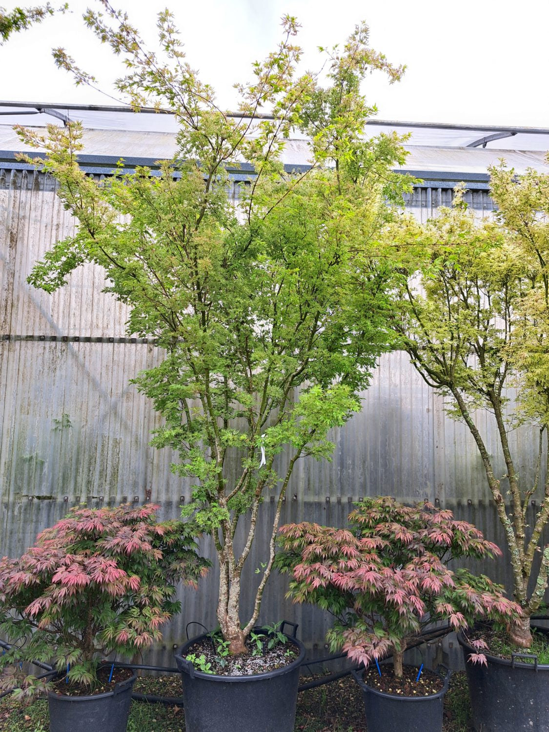 Artar japonez "Higasayama" 1.20 - 1.50 m / Acer palmatum "Higasayama"/