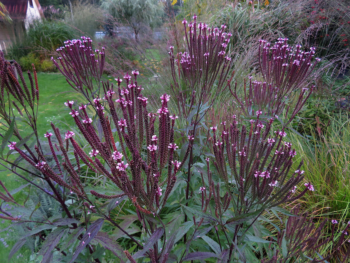 Verbena hasata "Rosea" 0.20 - 0.30 m