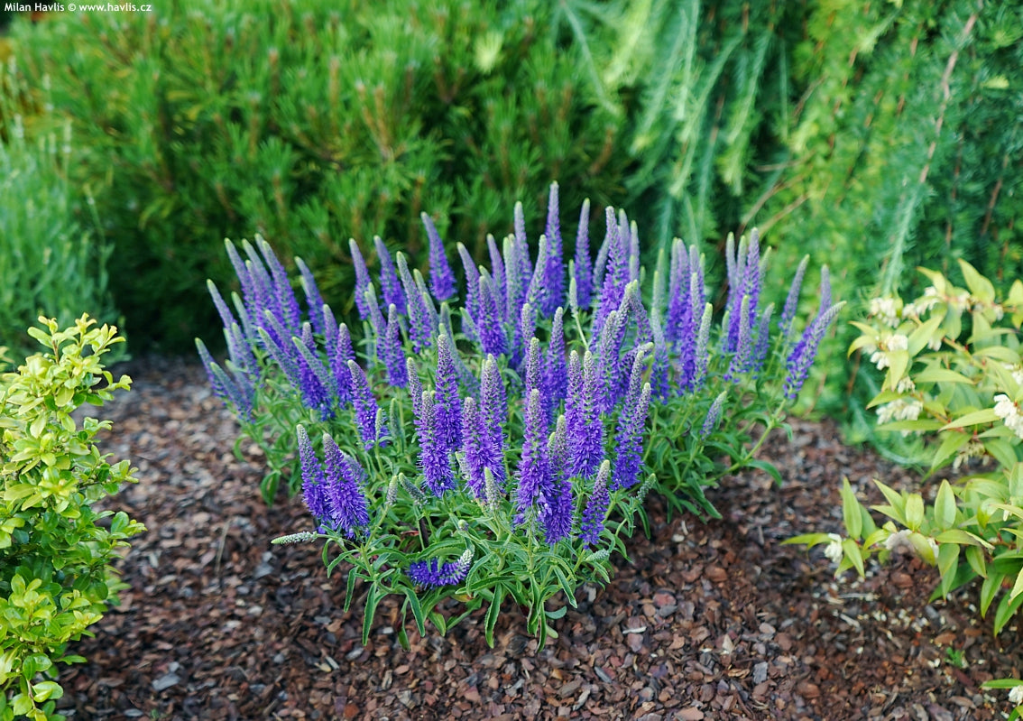 Veronica "Blue Indigo" 0.10 - 0.20 m