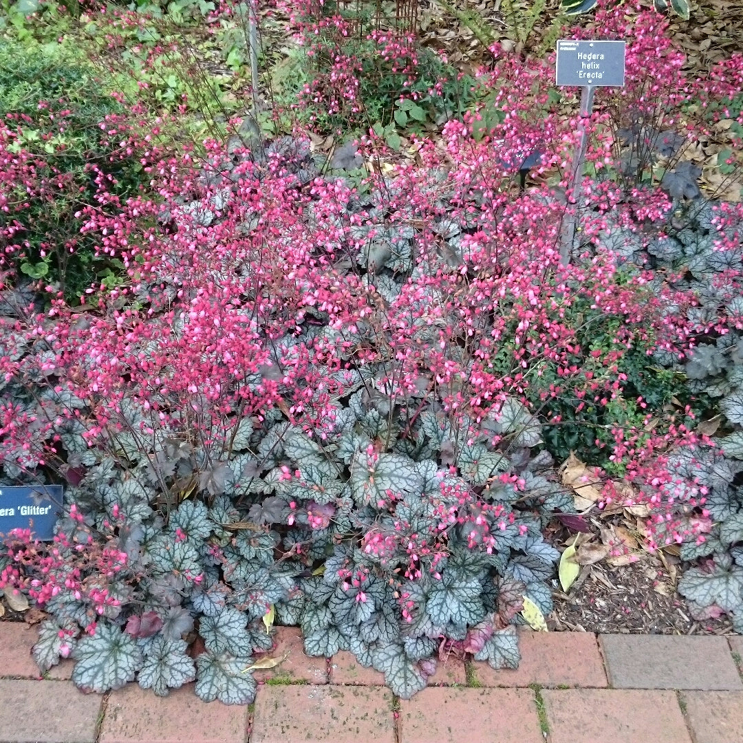 Heuchera "Glitter" 0.10 - 0.20 m