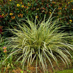 Carex morrowii „Goldband" 0.20 - 0.30 m