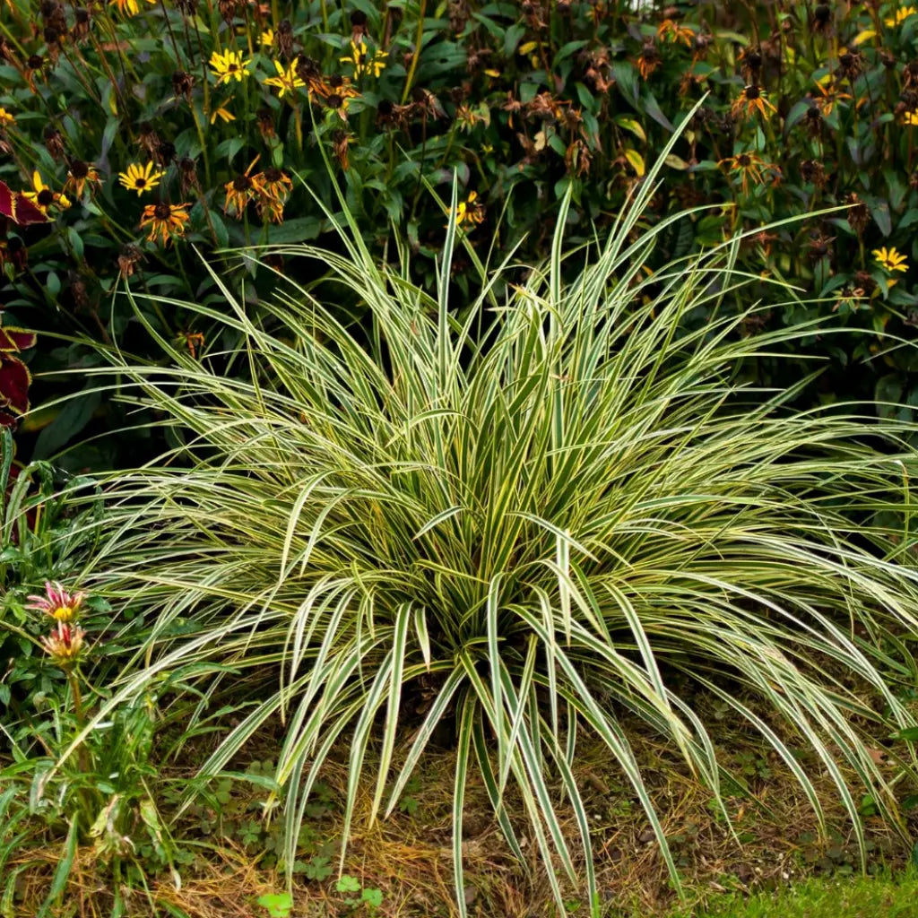 Carex morrowii „Goldband" 0.20 - 0.30 m