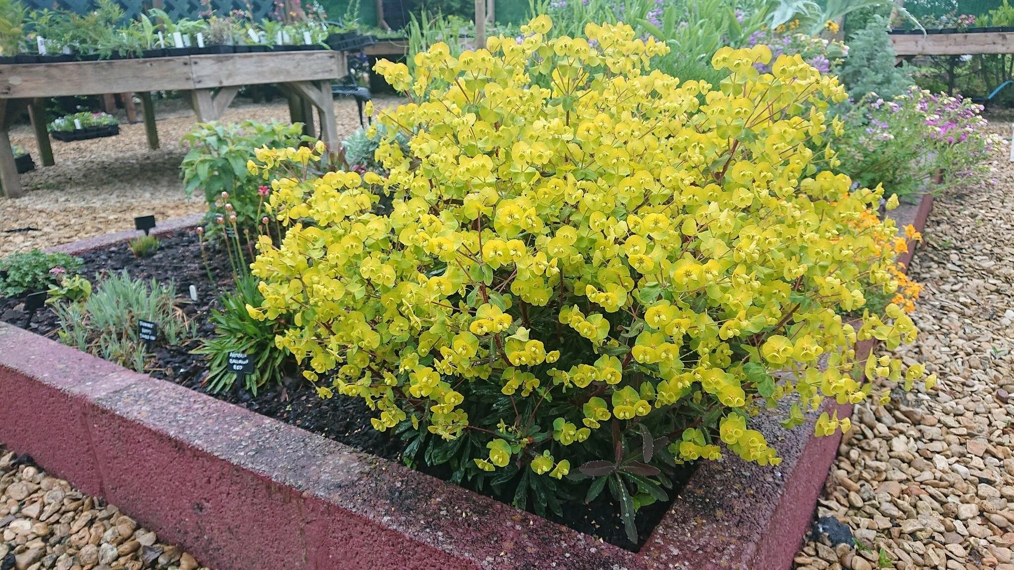 Euphorbia amygdaloides "Purpurea"