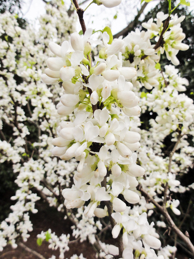 Arborele Iudei "Shirobana" tufa 1.50 - 1.70 m / Cercis chinensis "Shirobana" /