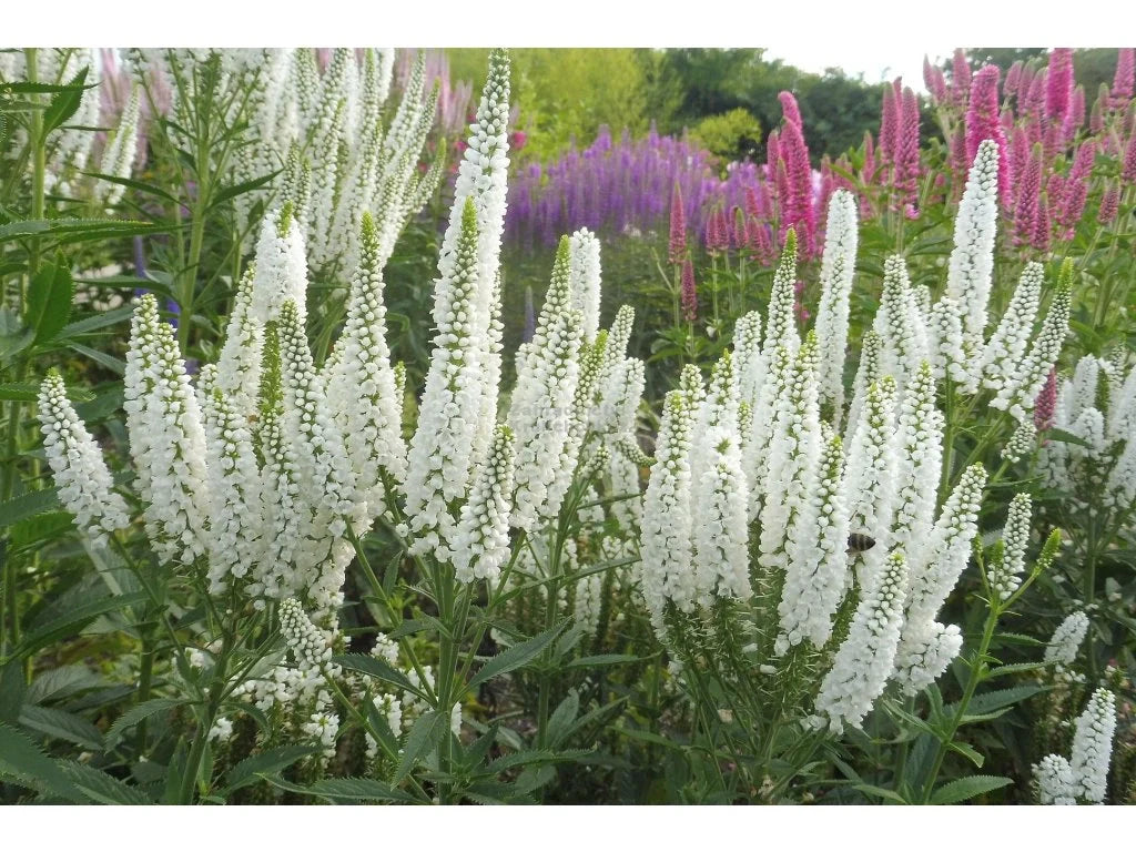 Veronica spicata "First Lady" 0.10 - 0.20 m