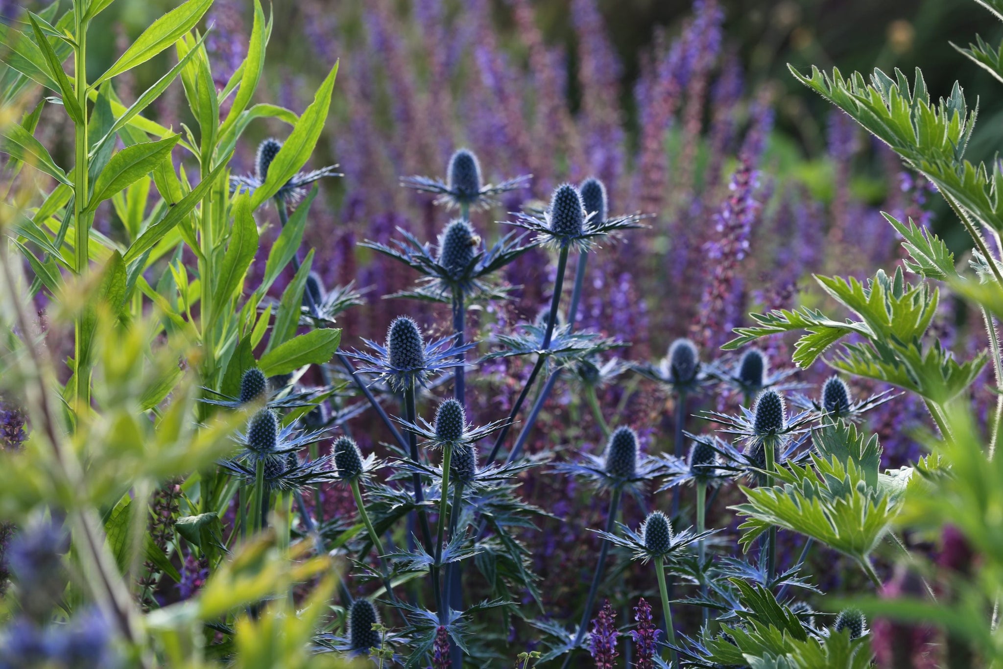 Eryngium "Big Blue"