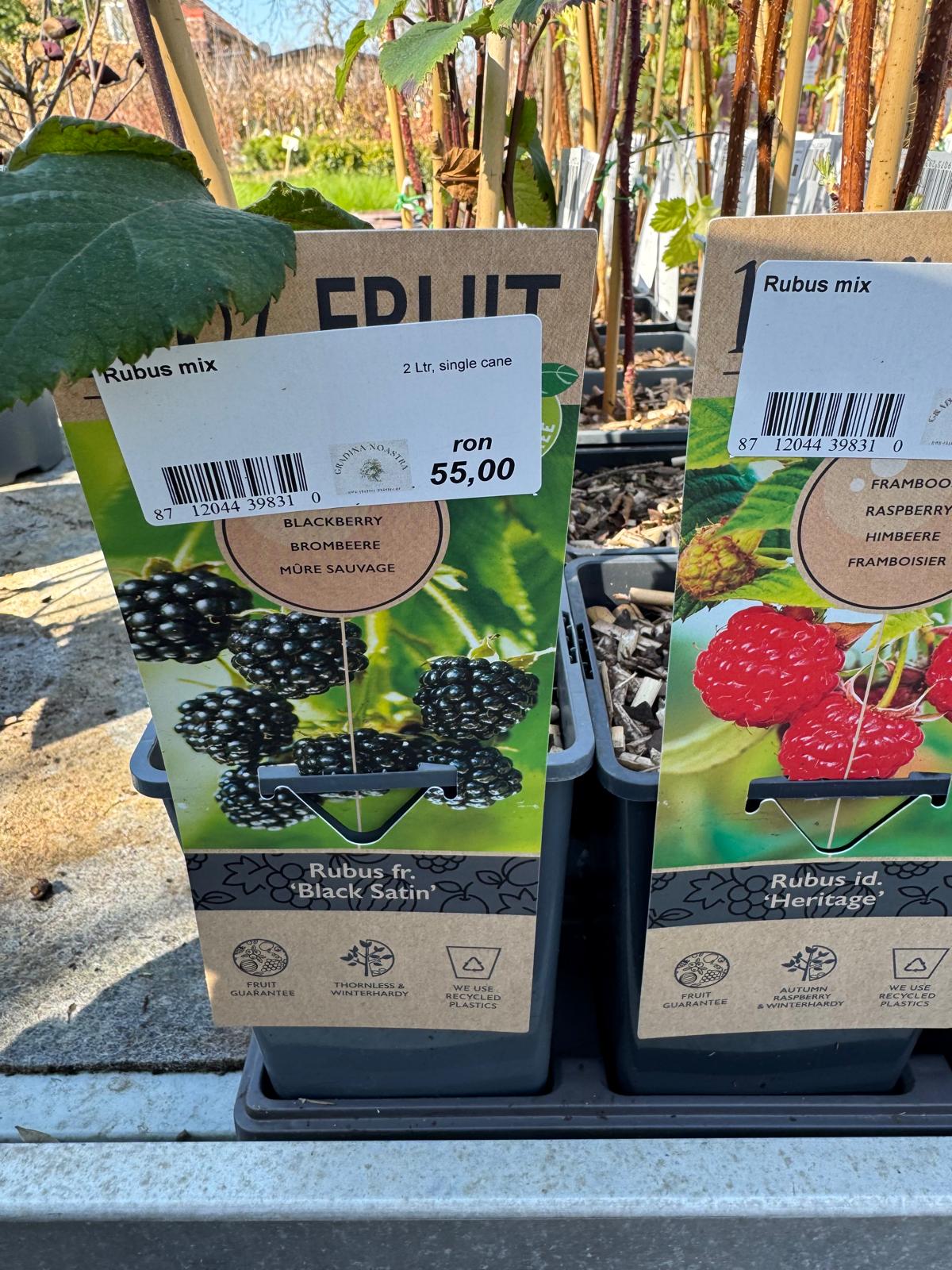 Zmeur mix 0.40 -0.50 m / Rubus mix /