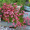 Saxifraga arendsii "Carpet Pink"