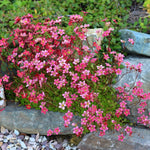 Saxifraga arendsii "Carpet Pink"