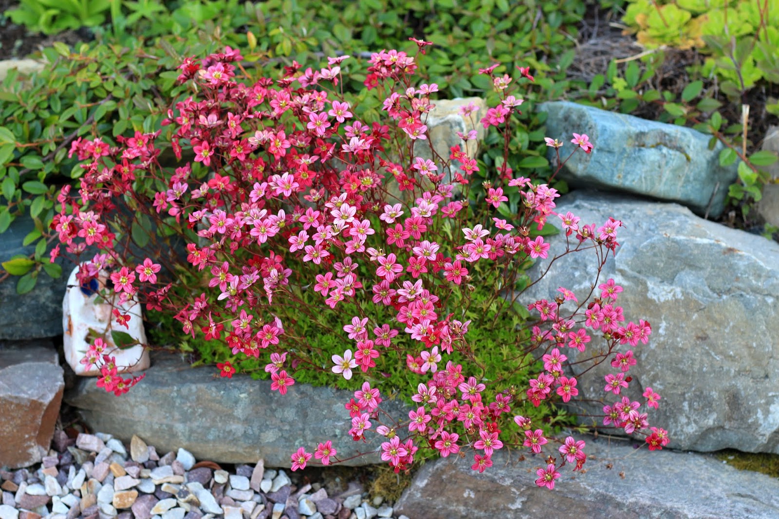 Saxifraga arendsii "Carpet Pink"