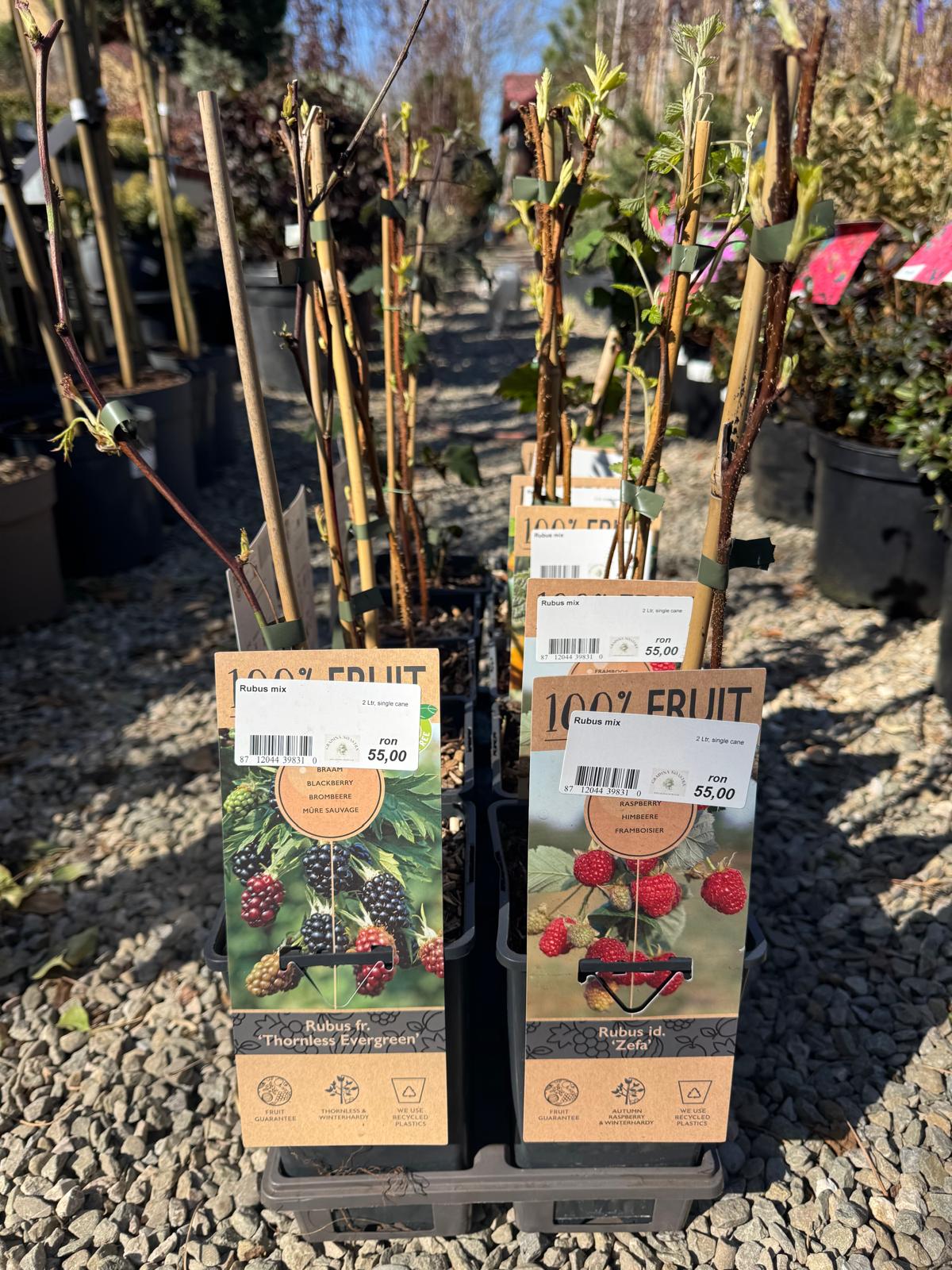 Zmeur mix 0.40 -0.50 m / Rubus mix /