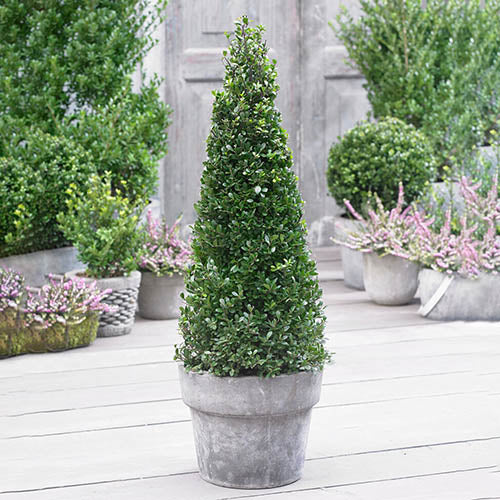 Ilex "Blue Maid" con 1.00 - 1.20 m / Ilex meserveae "Blue Maid" /