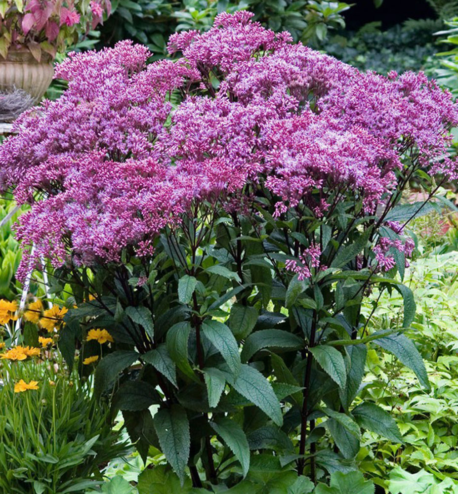 Eupatorium maculatum "Baby Joe"