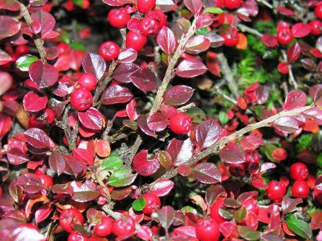 Barcoace 0.20 - 0.40 m / Cotoneaster dammeri / gradina-noastra