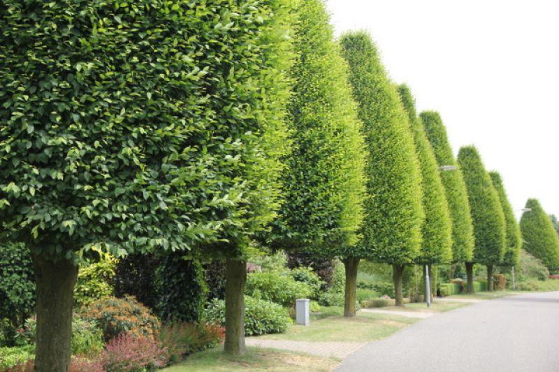 Carpen columnar arbore 3.00 - 4.00 m / Carpinus betulus "Fastigiata"/ gradina-noastra