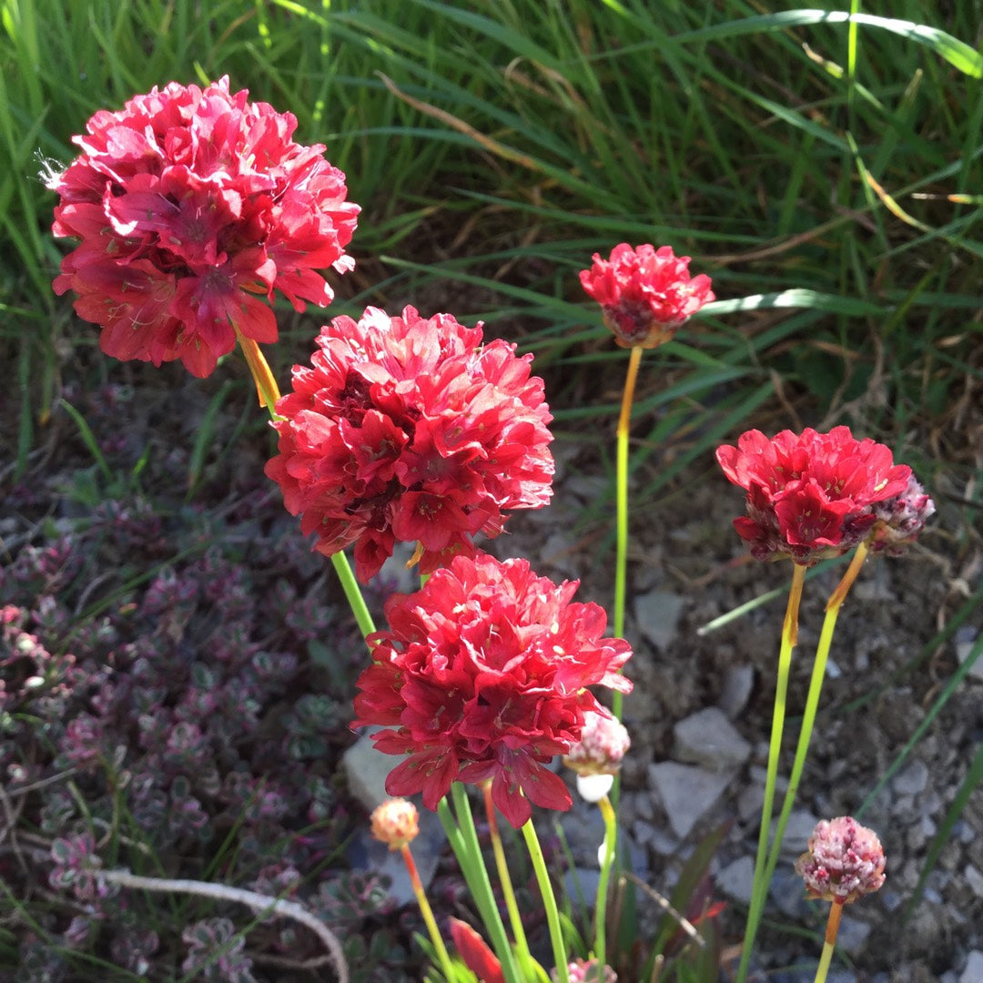 Armeria pseud. 'Ballerina Red'