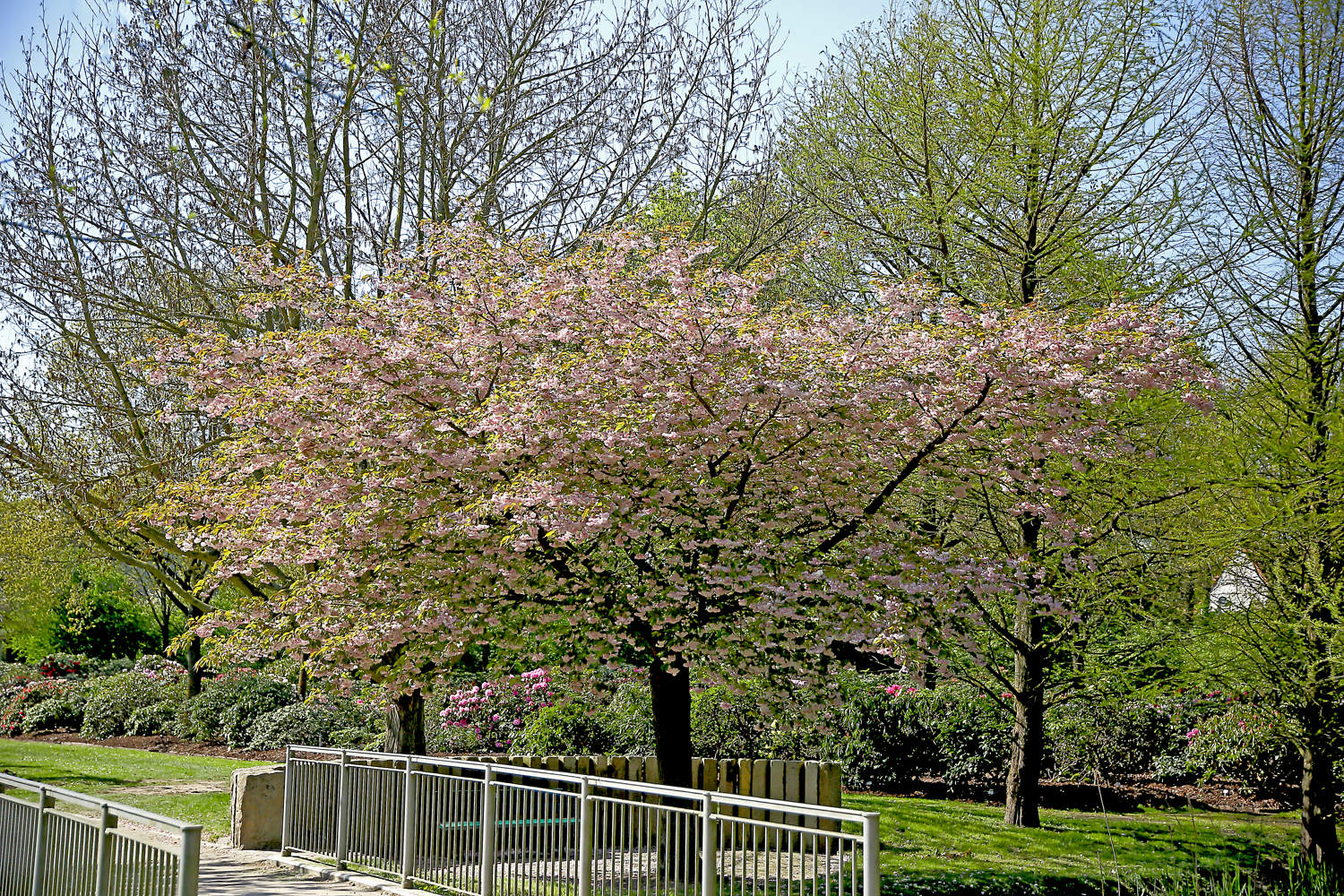 Cires japonez "Shirofugen" 2.00 - 2.50 m / Prunus serrulata "Shirofugen" /