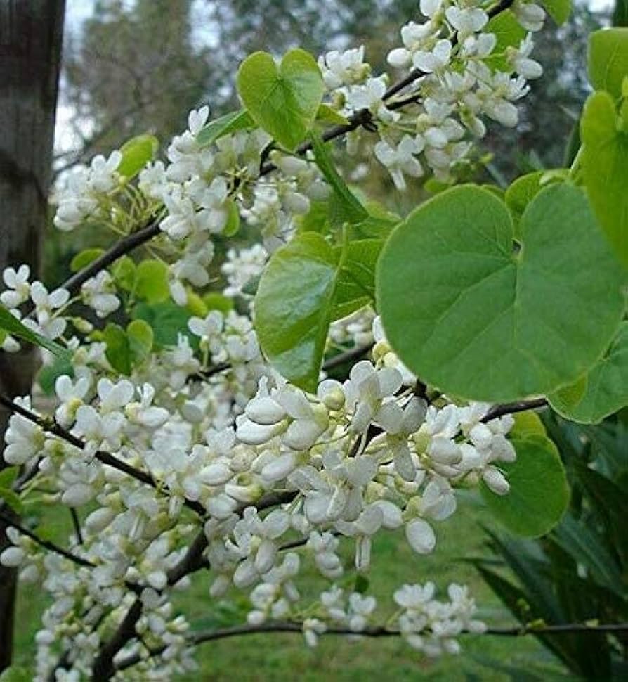 Arborele Iudei "Shirobana" tufa 1.50 - 1.70 m / Cercis chinensis "Shirobana" /