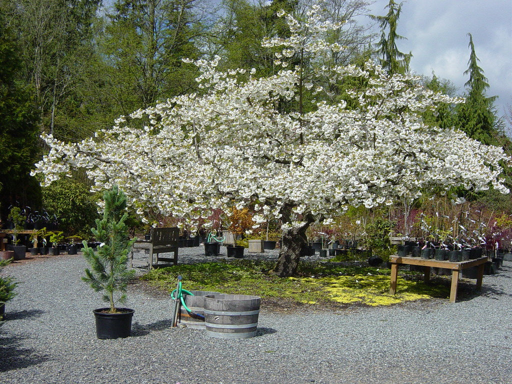 Cires japonez "Shirofugen" 2.00 - 2.50 m / Prunus serrulata "Shirofugen" /