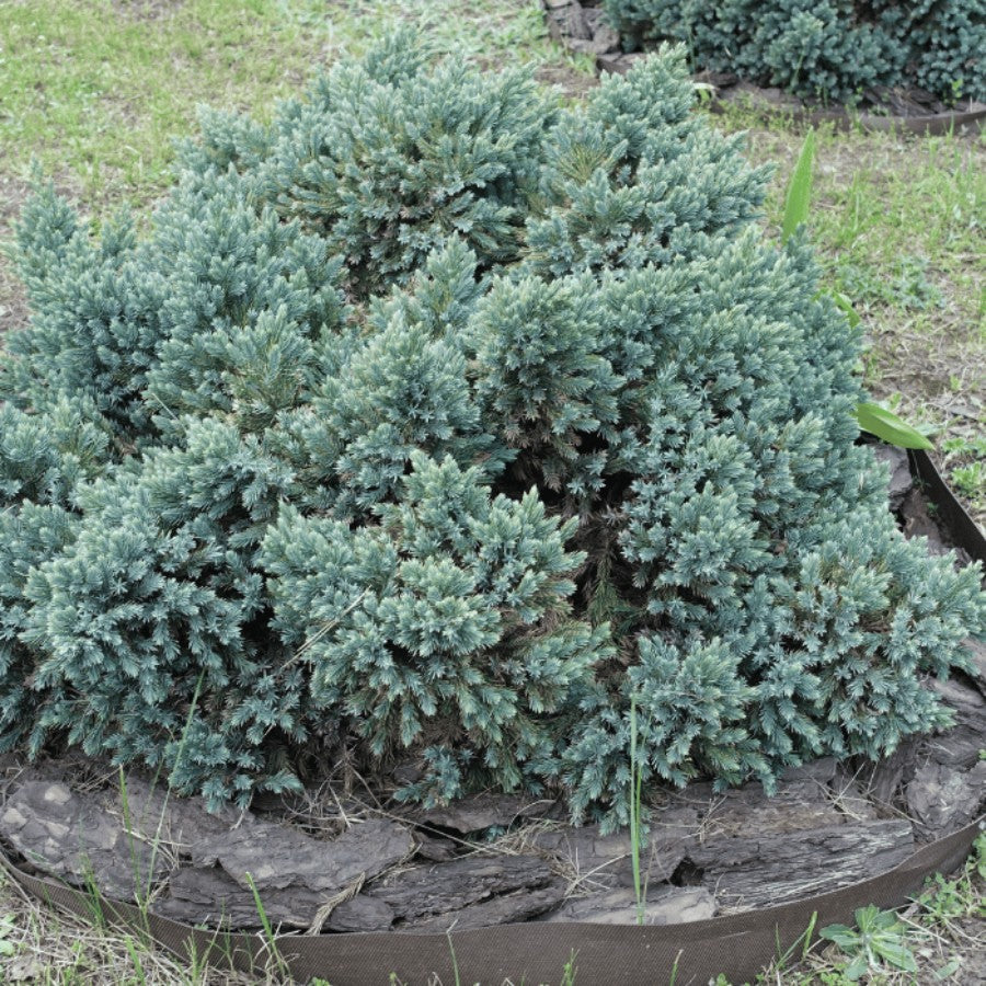 Ienupar "Blue Star" 0.20 - 0.25 m / Juniperus squamata "Blue Star", conifer ornamental cu frunze verzi-argintii, ideal pentru grădină.