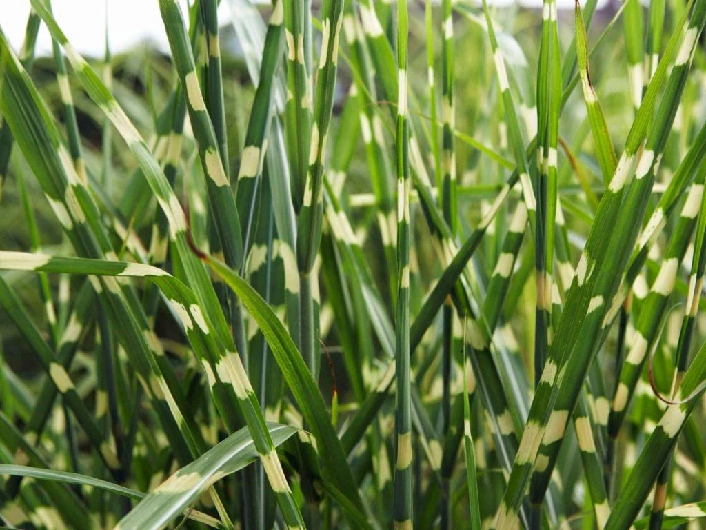 Iarba elefantului "Strictus" 0.20 - 0.30 m / Miscanthus sinensis "Strictus" /