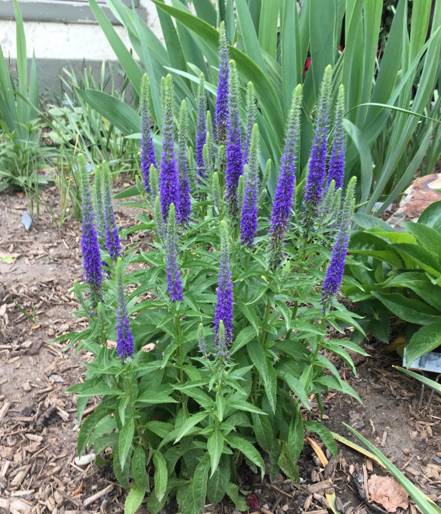 Veronica "Rroyal Candles" 0.10 - 0.20 m