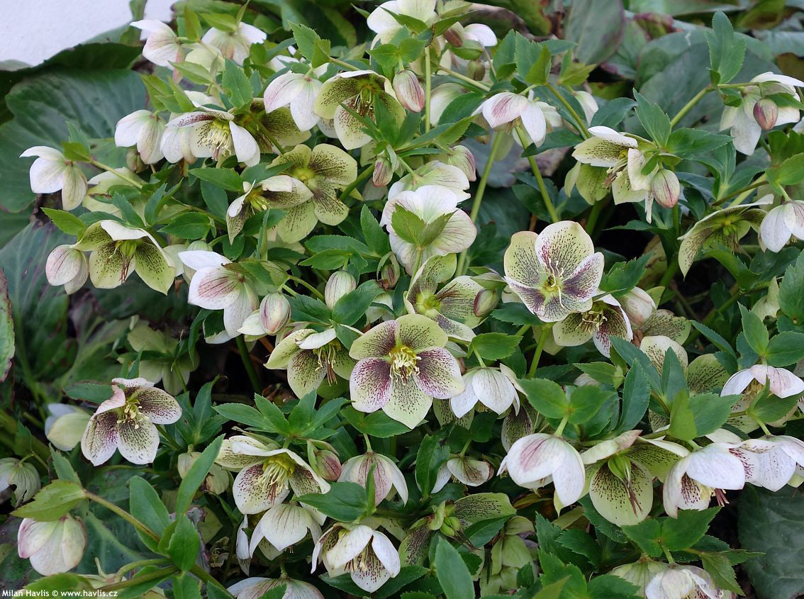 Helleborus orientalis