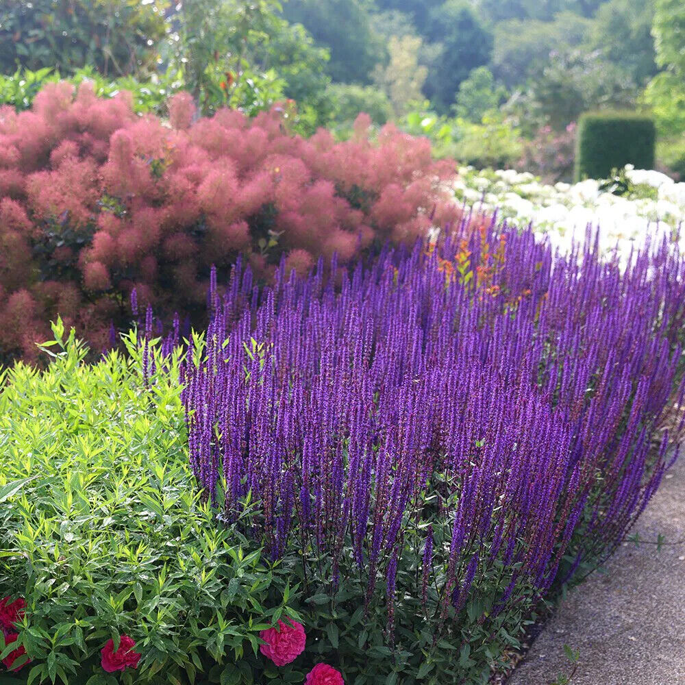 Salvia nemorosa 'Caradonna '