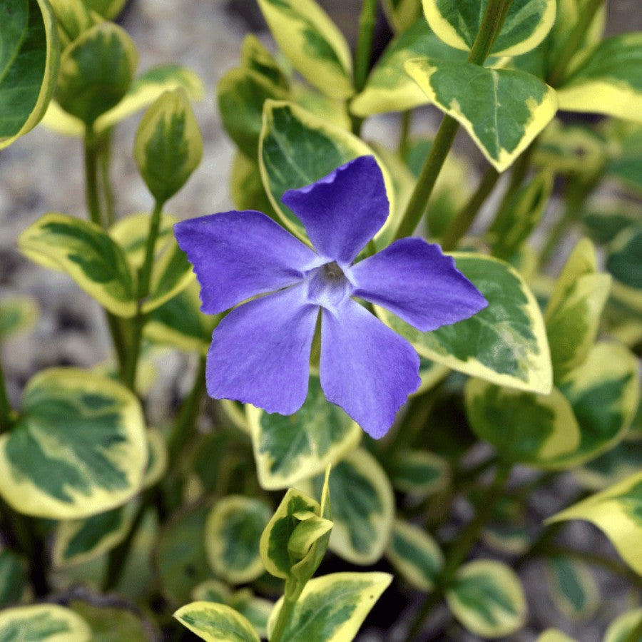 Vinca major "Variegata" 0.20 - 0.40 m