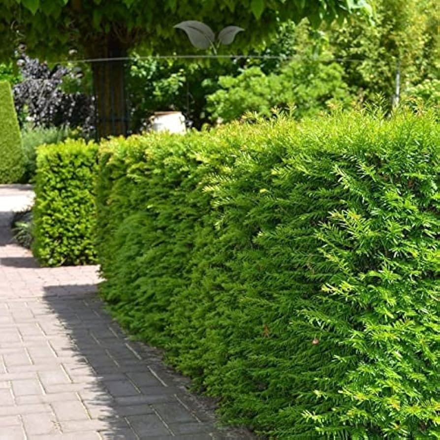 Tisa "Hillii" 0.20 m / Taxus x media "Hillii" /