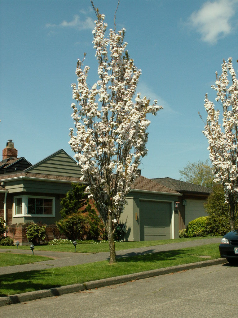 Cires japonez "Amanogawa" 2.00 - 2.50 m / Prunus serrulata "Amanogawa" /