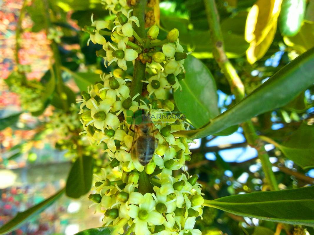 Ilex "Blue Maid" con 1.00 - 1.20 m / Ilex meserveae "Blue Maid" /