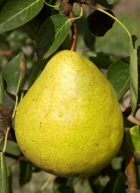 Par „William’s” 1.80 - 2.30 m / Pyrus communis „William’s” /