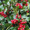 Ilex Nellie Stevens minge 0.80 - 1.00 m / Ilex mutchagara „Nellie R. Stevens”/ gradina-noastra