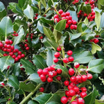 Ilex Nellie Stevens minge 0.80 - 1.00 m / Ilex mutchagara „Nellie R. Stevens”/ gradina-noastra