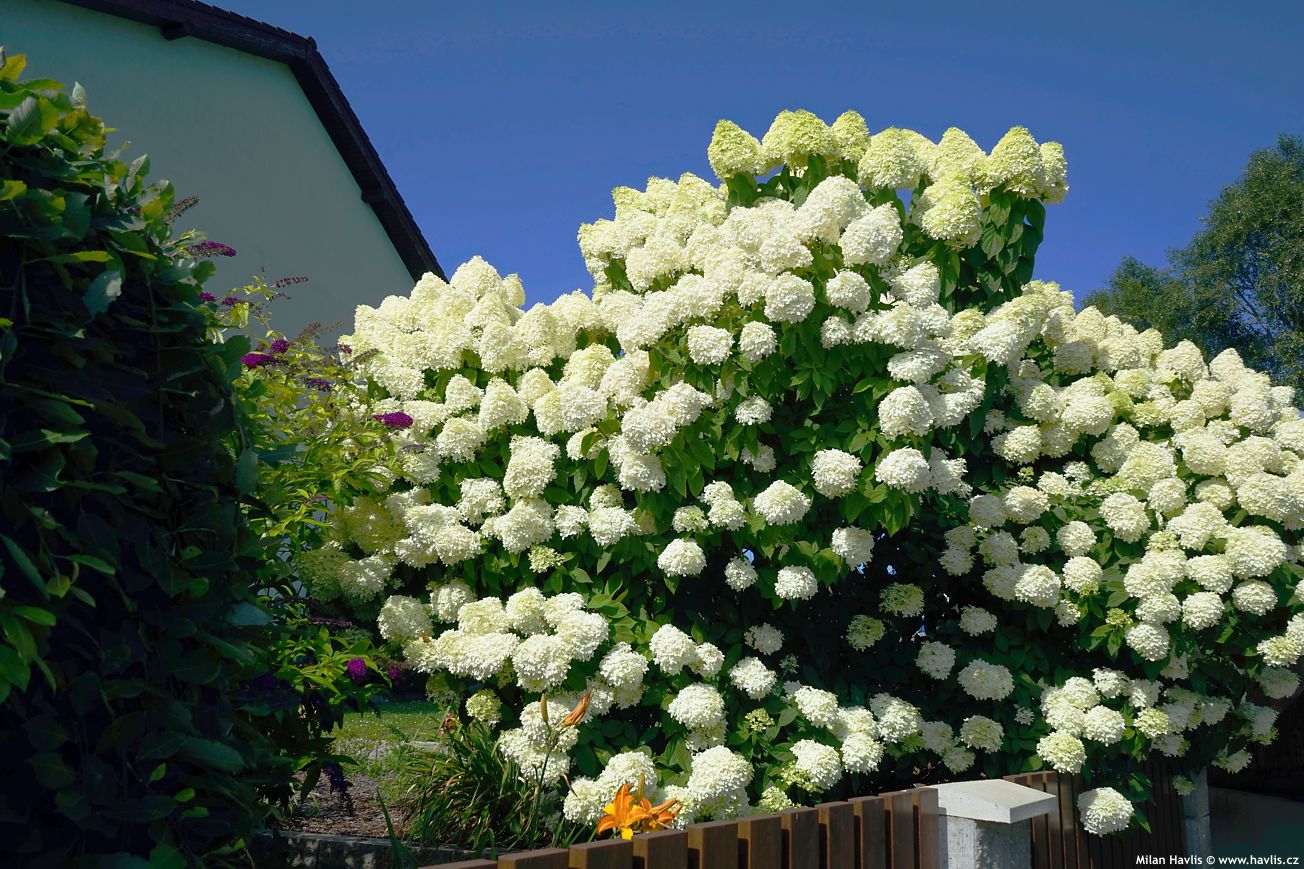 Hortensia paniculata 'Limelight' / Hydrangea paniculata 'Limelight'/