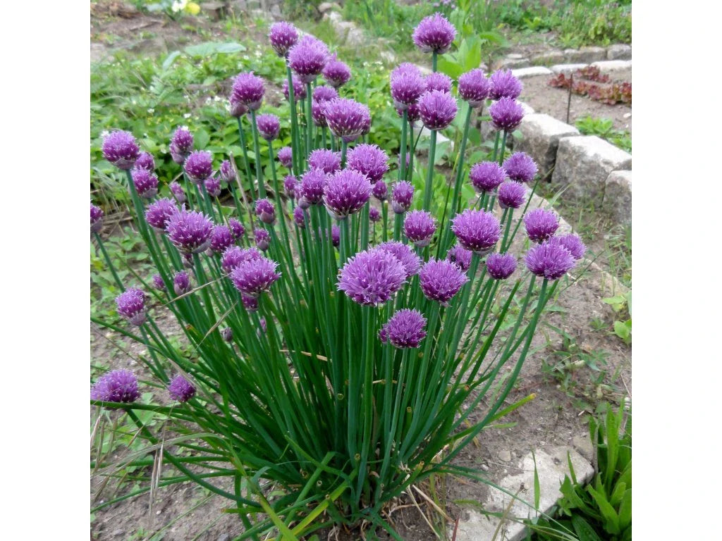 Allium schoenoprasum 0.10 - 0.20 m