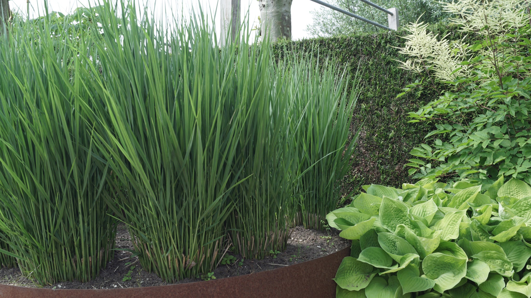 Panicum virgatum "Heavy Metal" 0.20 - 0.30 m