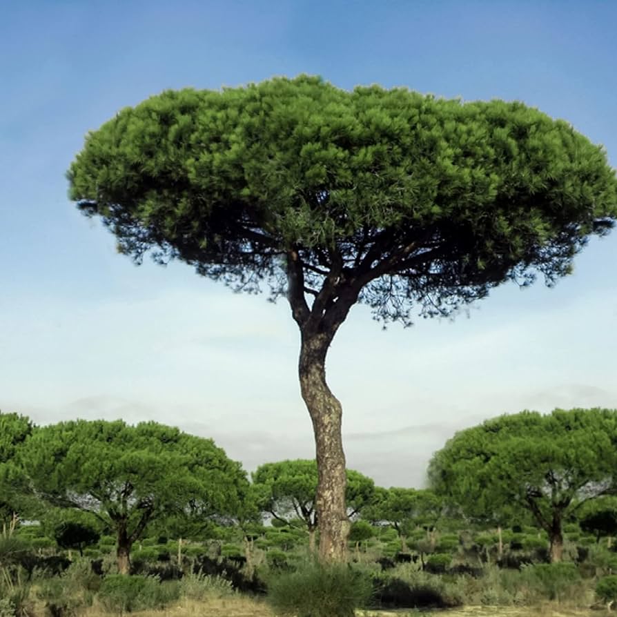 Pin mediteraneean 2.50 - 3.00 m / Pinus pinea /
