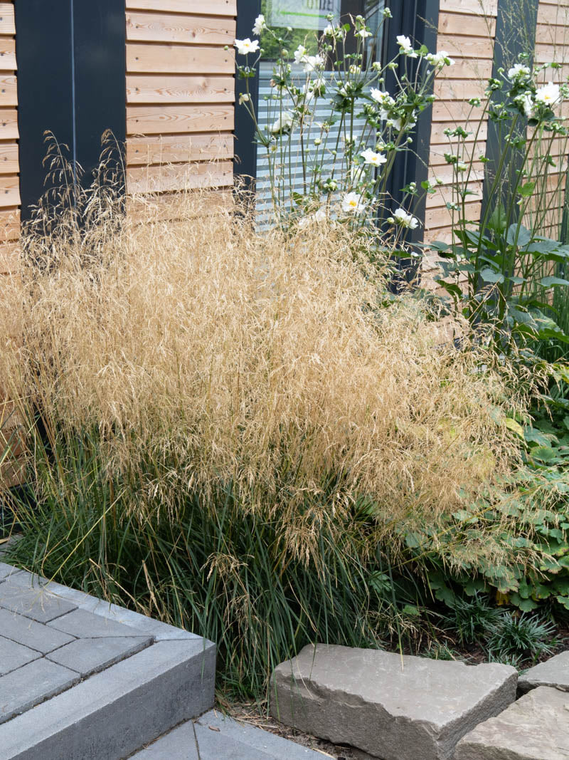 Deschampsia cespitosa "Goldtau" 0.10 - 0.20 m