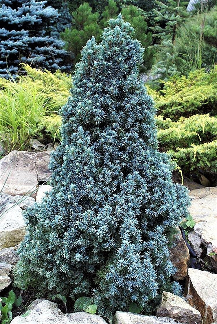 Molid alb "Sander's Blue" 0.40 - 0.50 m / Picea glauca "Sander's Blue"/