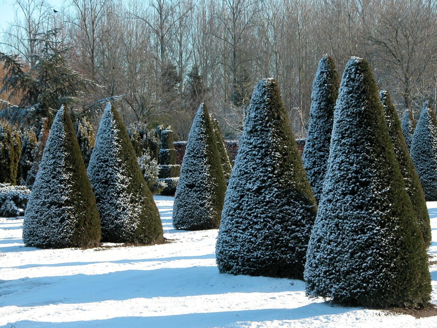 Tisa piramida / Taxus baccata / în grădină, cu forme conice, ideale pentru decorarea spațiilor exterioare.