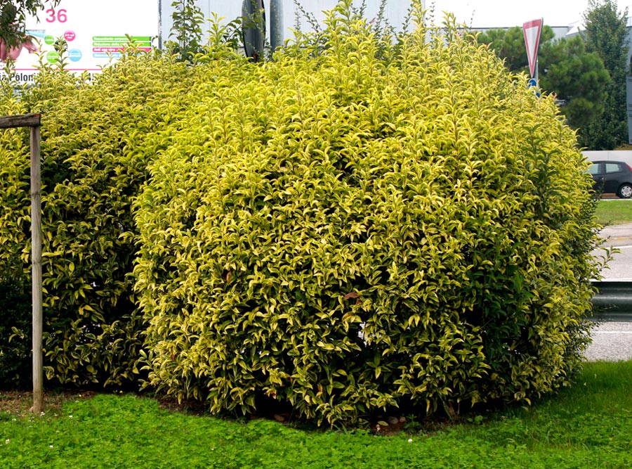 Lemn cainesc "Excelsum Superbum" 1.20 - 1.50 m / Ligustrum japonicum "Excelsum Superbum"/