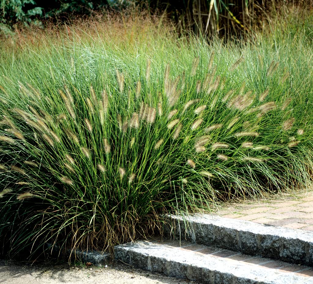 Pennisetum alopecuroides "Compressum" 0.10 - 0.20 m