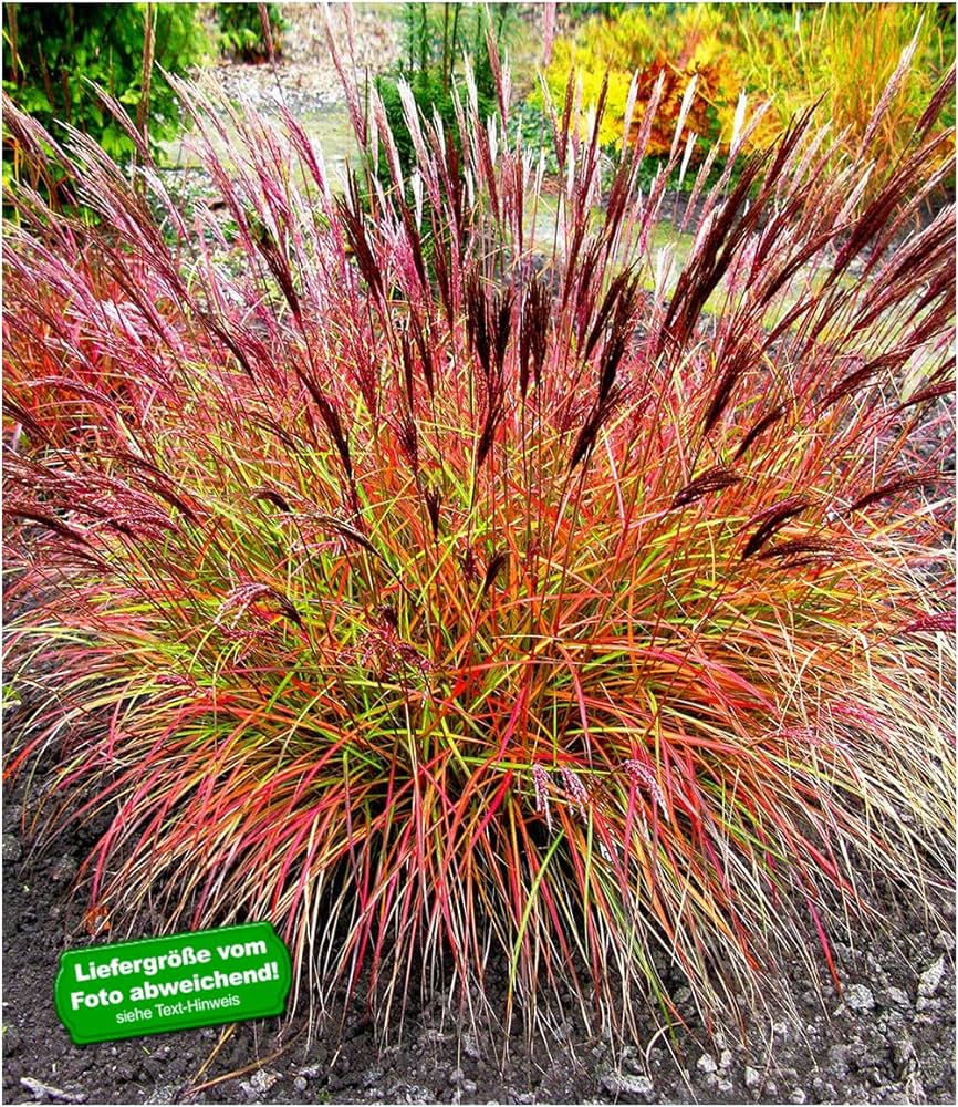 Iarba elefantului "Red Chief" 0.20 - 0.30 m / Miscanthus sinensis "Red Chief" / - Gradina Noastra
