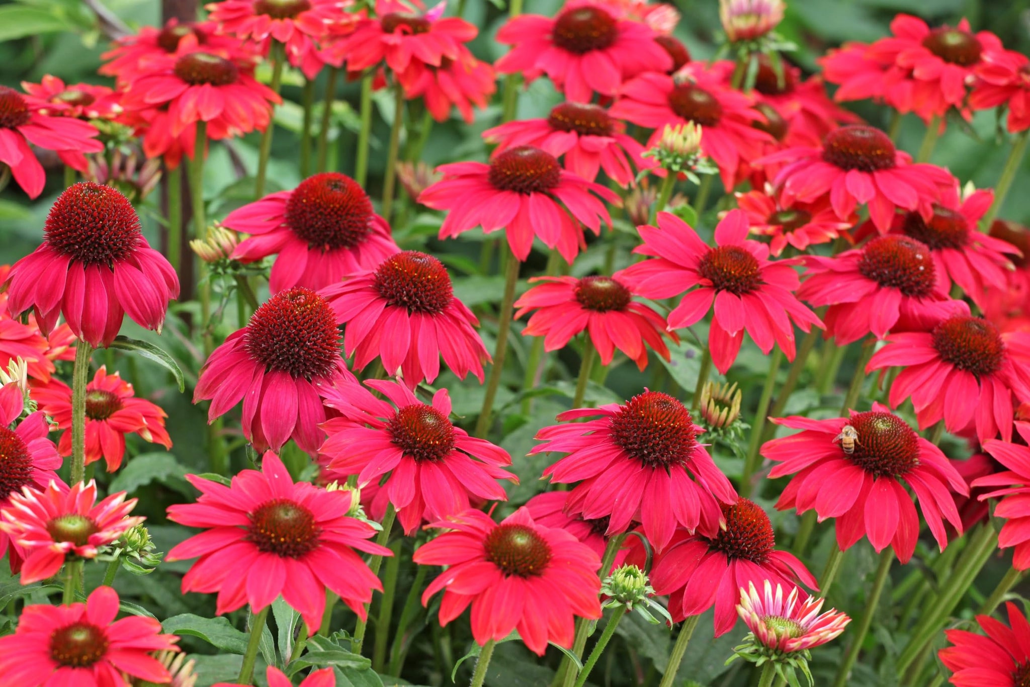 Echinacea purpurea 'Lakota Red' 0.20 - 0.40 m
