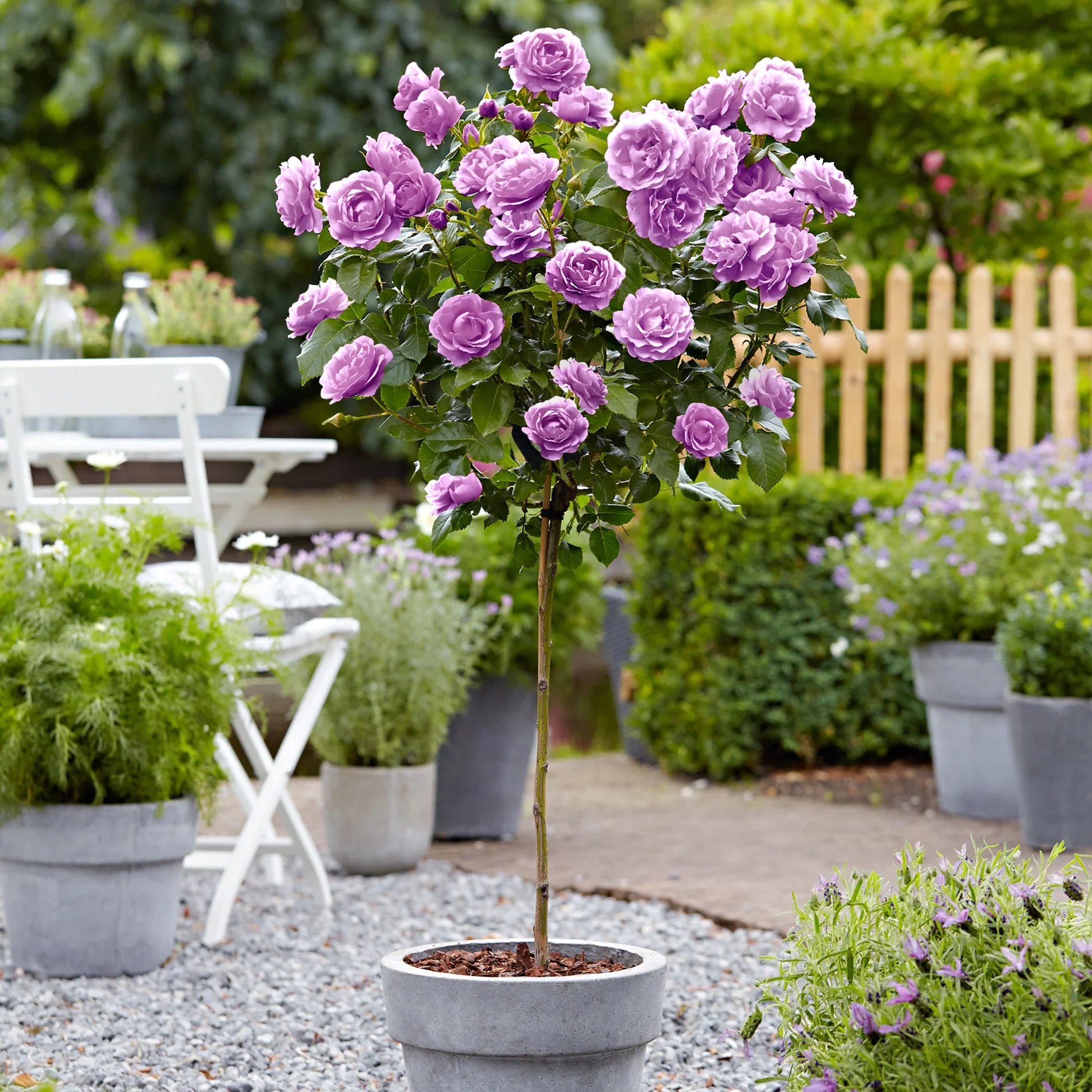 Trandafir pe picior "Minerva" 1.20 - 1.30 m (Rosa "Minerva")