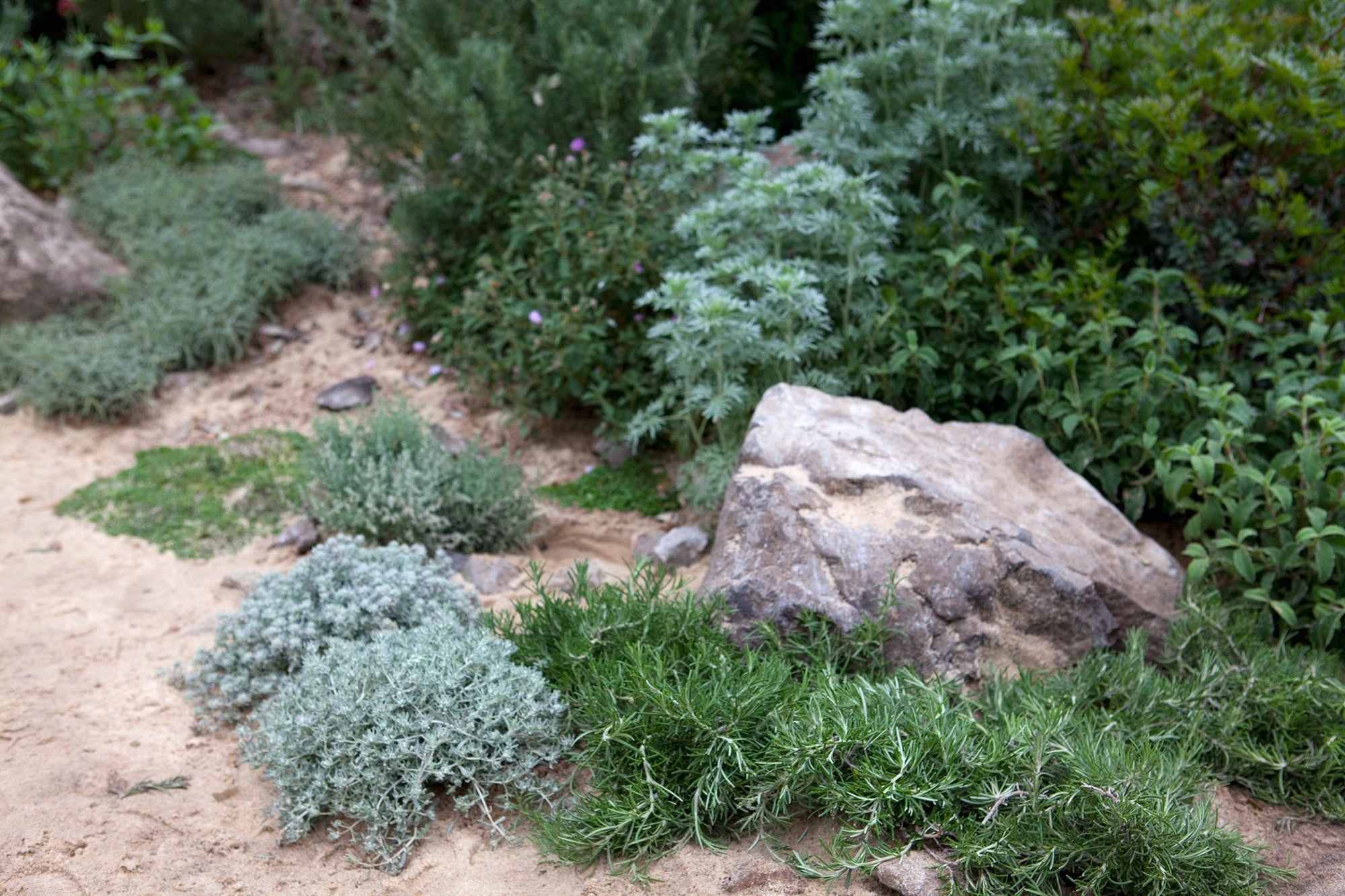 Rozmarin "Prostratus" 0.50 - 0.70 m / Rosmarinus officinalis "Prostratus"/