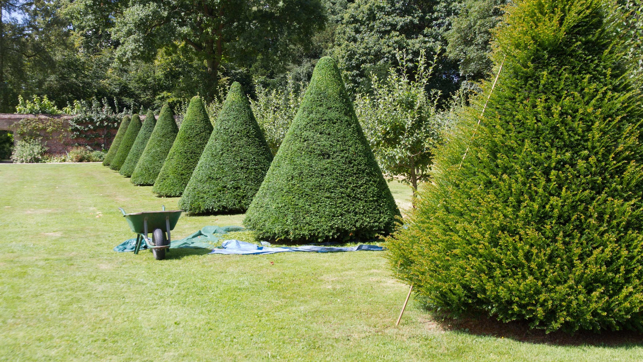 Tisa piramida / Taxus baccata / oferă o formă elegantă, perfectă pentru grădini bine întreținute.